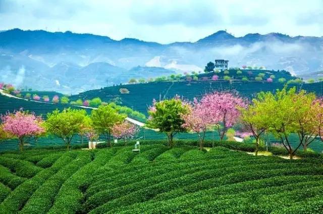 漳平茶山樱花,漳平樱花园景点