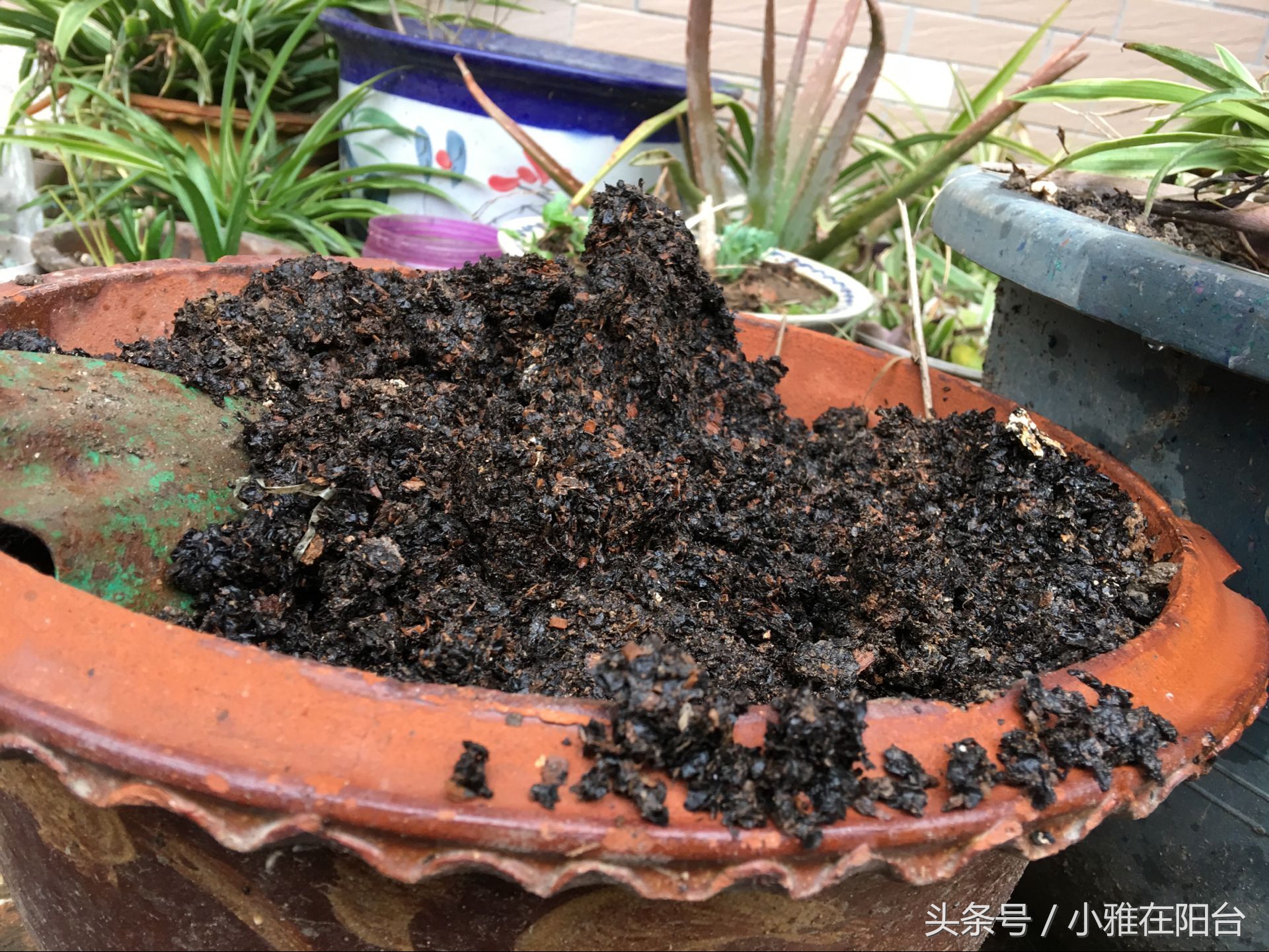 营养土可以种花吗怎么配制,想种花但是没有花盆怎么办