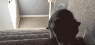 开心笑话2016,开心笑话