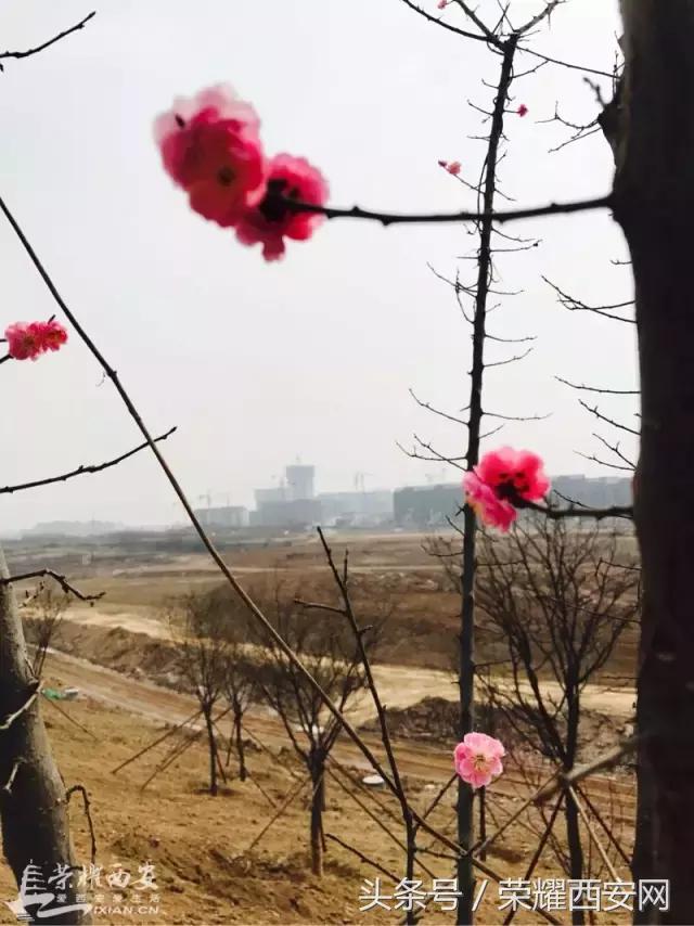 潏河湿地公园最新进度,潏河湿地公园还修吗