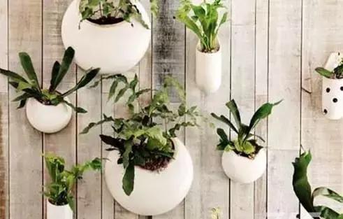 十大室内最好养活的绿植排行榜,绿植大全1000种