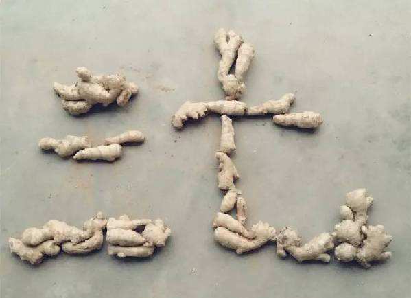 有血栓又血不凝,三七预防血栓形成吗