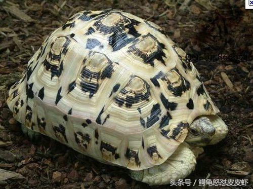 各种宠物龟饲养方法大全,宠物龟超容易养活饲养指南多图
