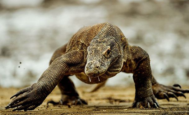 科莫多龙pk,真正的科莫多龙