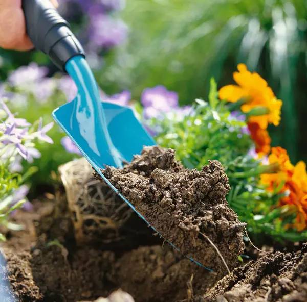 马蹄莲深种还是浅种,马蹄莲种在半水半土