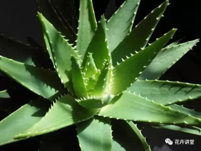 相似的花儿又来了,今天我们来认识它们