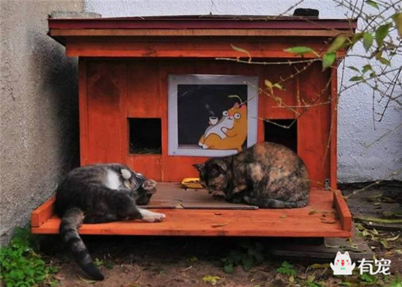 国外已经有这样的猫屋了，都在为解救流浪动物努力着