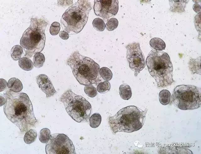 养殖塘的藻类培养技巧牢记这三点,如何提高水产养殖效益