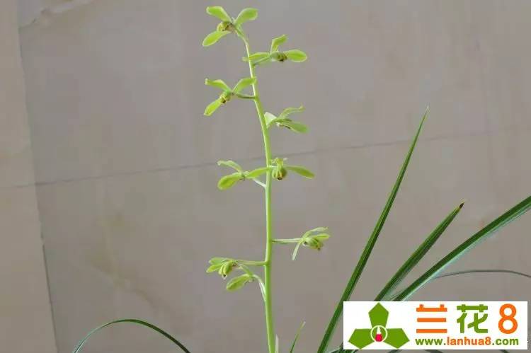 兰花软腐病的救治方法,兰花软腐病土还能用吗