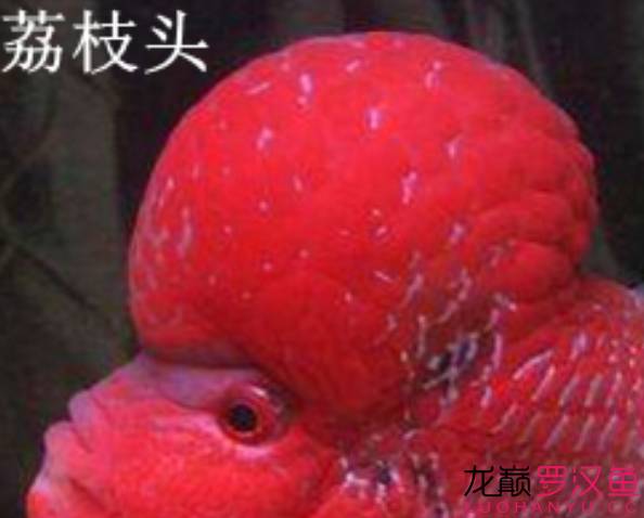 罗汉鱼饲养术语,罗汉鱼饲养法图解