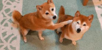 母狗和公狗哪个聪明一些,母狗和公狗哪个聪明