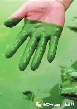 养殖塘的藻类培养技巧牢记这三点,如何提高水产养殖效益