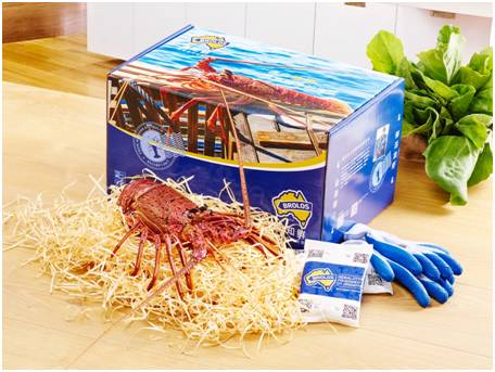 澳洲龙虾怎样捕,澳洲淡水龙虾抓虾方法