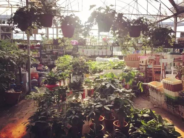 我们用1000元的教训告诉你:包月鲜花全是坑!一家都不推荐!