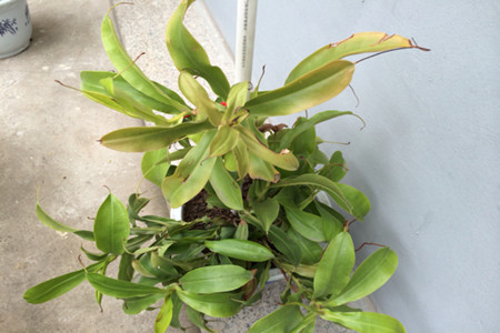 猪笼草叶枯萎,猪笼草幼苗枯萎怎么回事