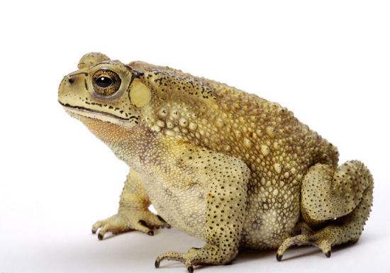 名老中医治疗肝癌医案,原发性肝癌预后判断