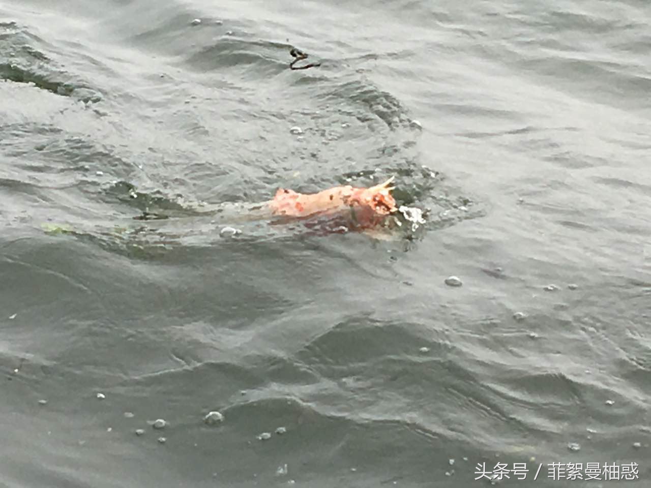 结束了钓鱼一天的疲惫,休息一天明天继续钓鱼