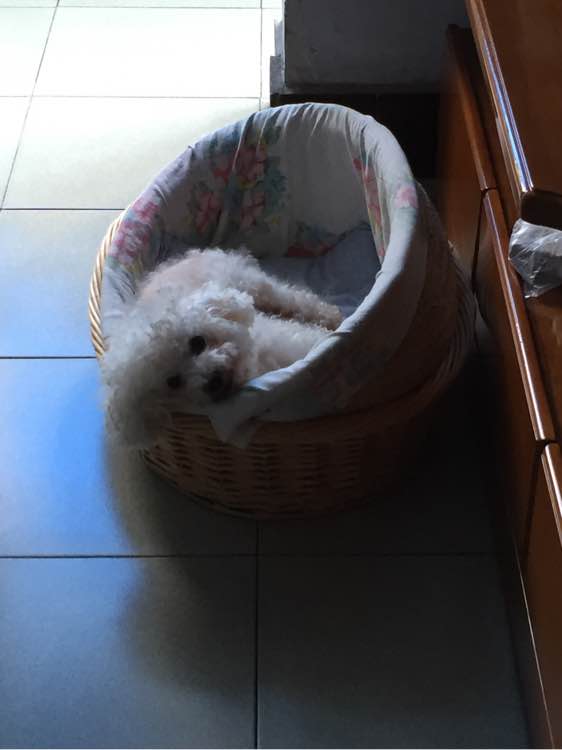 陪伴6年的狗因病失明,陪伴很久的狗狗去世了