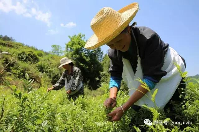 茅岩莓茶是张家界独有,湘西土家莓茶的传说和由来简介