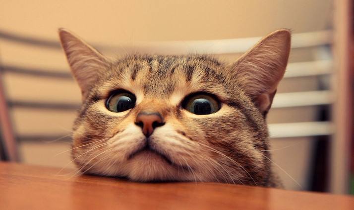 猫弓形虫感染人类的行为,怎样才能不感染猫咪的弓形虫