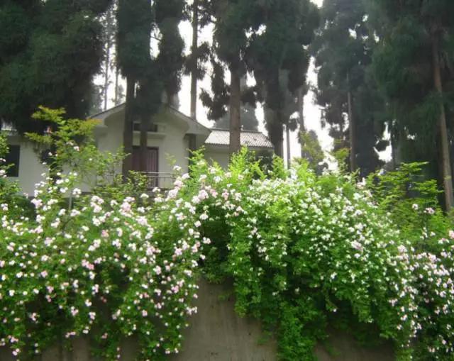 成都春季爬山踏青赏花一日游,成都周边踏青二日游自驾游