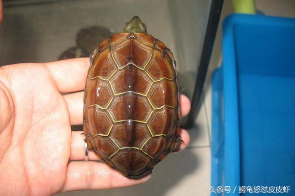 各种宠物龟饲养方法大全,宠物龟超容易养活饲养指南多图