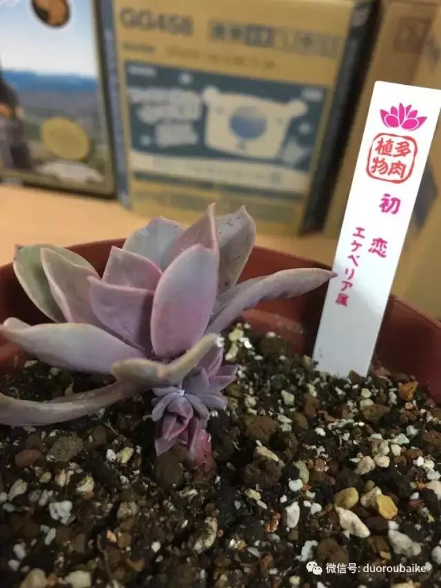 日本最好的多肉大棚,走进日本北海道