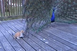 三个月狗狗挑食偏瘦但很活泼,狗狗小时候也可爱长大后更卡