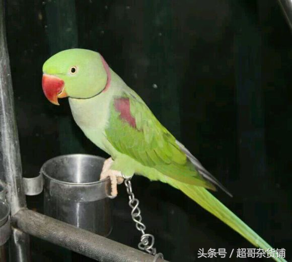 亚历山大鹦鹉都会说话吧,亚历山大鹦鹉怎么分品种