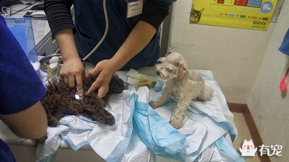 鐙楀競鎺㈣ (鎺㈣鐙楀競)