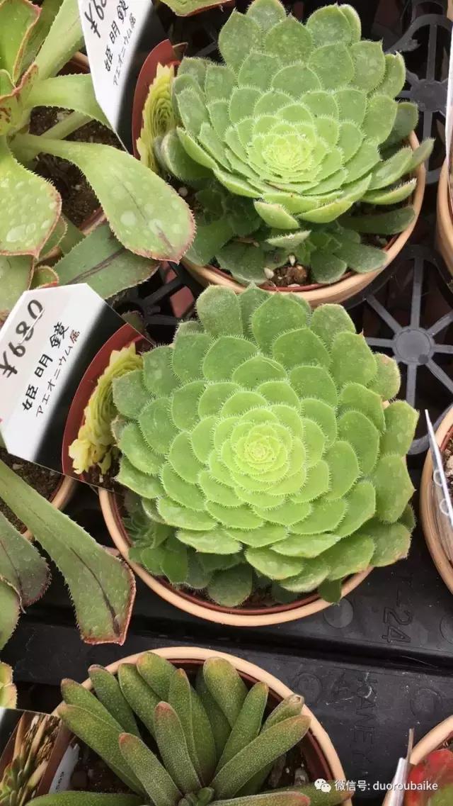 日本最好的多肉大棚,走进日本北海道