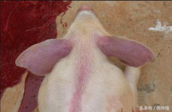 猪身发紫有哪些病怎么治,猪全身发红发紫疑似中毒怎么治