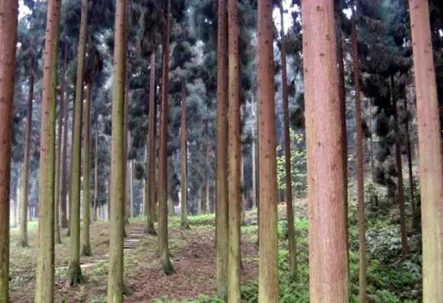 成都周边踏青二日游自驾游,春节成都看花好玩的地方推荐