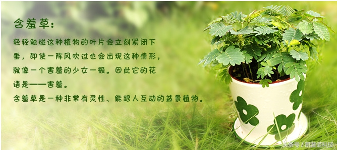 领导办公室适合养什么植物,办公室适合养什么花和植物好风水