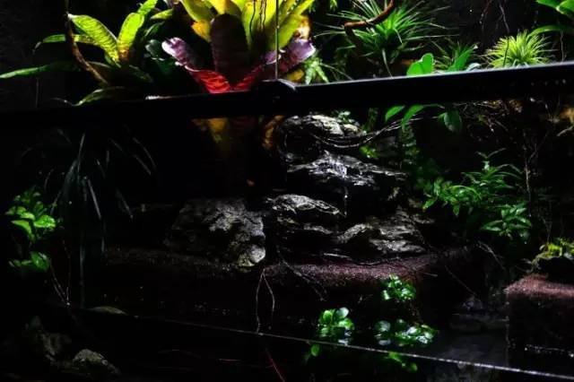 水族箱草缸开缸教程新手入门,雨林缸开缸多久植物才会稳定