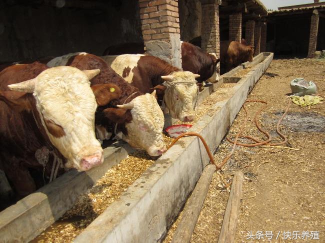 2023养牛利润分析,2023年养牛的利润与成本真实