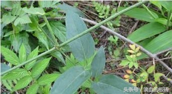 牙疼快速止疼一杯水,牙疼瞬间可以止痛的药