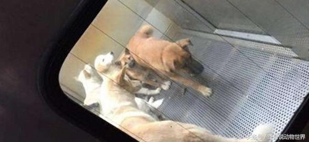 韩国人用气体将狗狗安乐死，死的这么痛苦请问是安乐死吗？