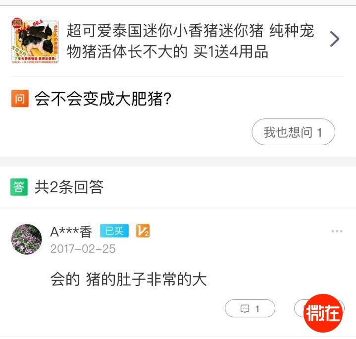 可以当宠物养的猪,猪当宠物养