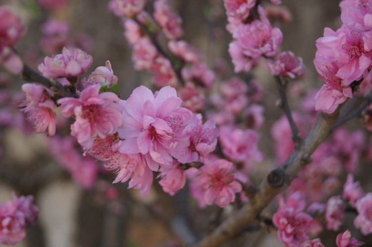 四川三月看花最好的地方,四川桃花节有哪些地方