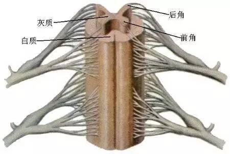 90%的腰痛都没必要拍片,腿疼看医生视频