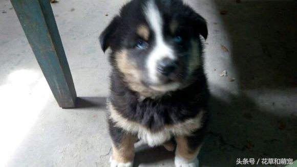 藏獒和二哈图片,藏獒和哈士奇混血