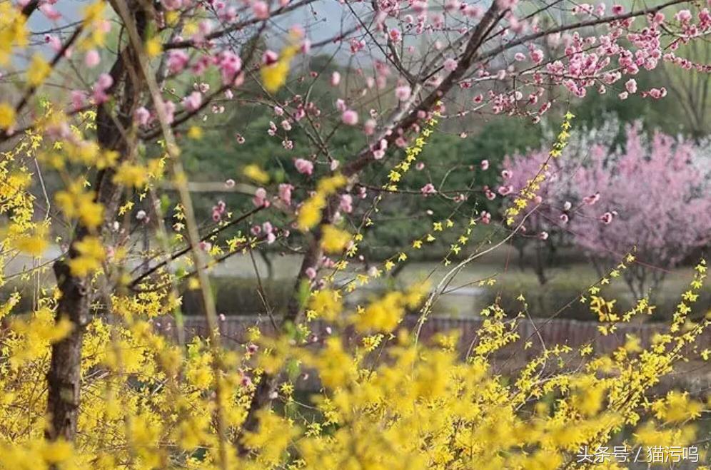 花的海洋让人心情愉悦,花的海洋真实图片大全