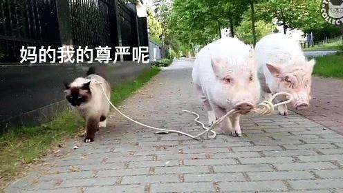 可以当宠物养的猪,猪当宠物养