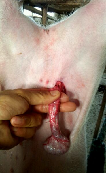 仔猪疝气怎样辨别,割仔猪疝气的正确方法