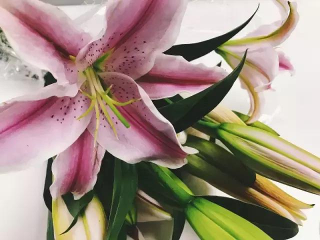 我们用1000元的教训告诉你:包月鲜花全是坑!一家都不推荐!