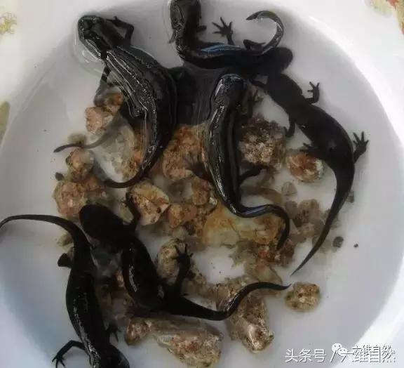 四脚蛇是不是蝾螈,蝾螈是四脚蛇吗