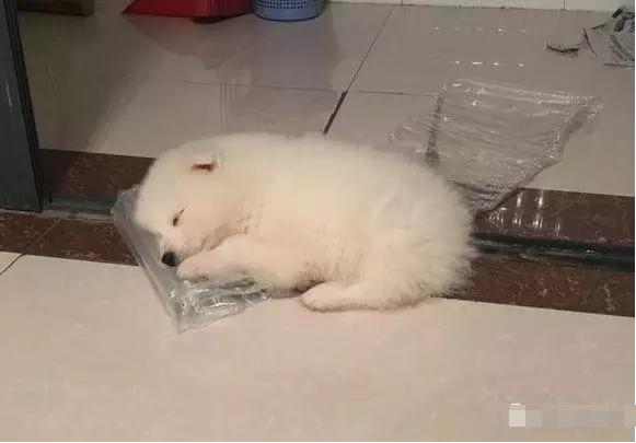 萨摩耶拆家只能笼养,萨摩耶不关起来在家里会拆家吗