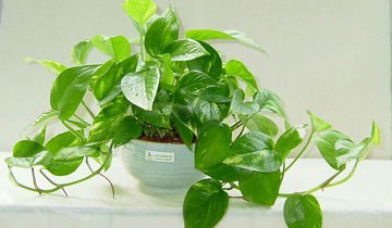 如何快速栽培绿萝花卉,如何种植扦插绿萝花卉