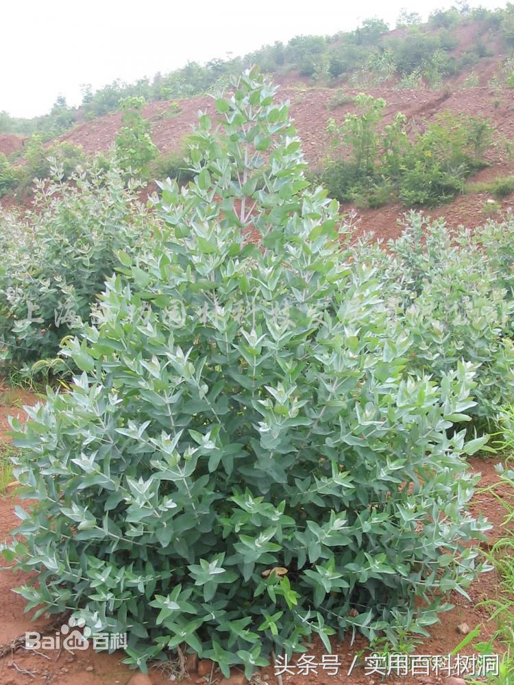 桉树为什么叫霸王树,桉树为什么是生长最快的树